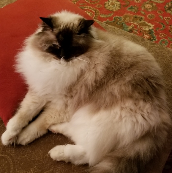 Meet your Posher, Leslie - Picture 3 of 4